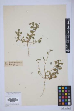 plant