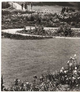Bundesgartenschau 1955, Kassel: Blumenbeet mit Iris