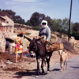 Chios. Mastixsammlerin auf dem Heimweg, bei Armolia im Süden der Insel