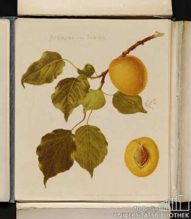 Aprikose von Syrien