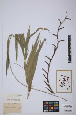 Calamus asperrimus Blume