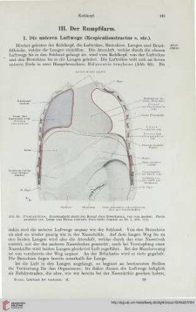 1: Die unteren Luftwege (Respirationstractus s. str.)