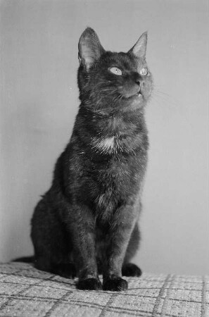 schwarze Katze