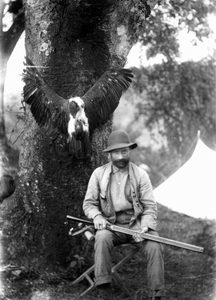 Ludwig Purtscheller mit Jagdflinte, im Hintergrund erlegter Kappengeier : Deutsch-Ostafrika (heute: Tansania). Ludwig Purtscheller mit Jagdflinte auf einem Feldstuhl vor einem Baum sitzend, dahinter ein erlegter Kappengeier (Necrosyrtes monachus), 1889