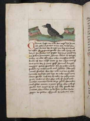 Vogel: Rabe; (Teil III B: Von den Vögeln)