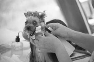 Sonderzuchtschau der Ortsgruppe Mittelbaden im Klub der Terrier e.V. auf dem Gelände des Polizeihundesportvereins in Knielingen
