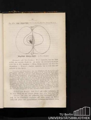 No. 275. Englischer Königs-Apfel.