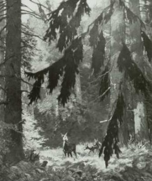 Der Wald