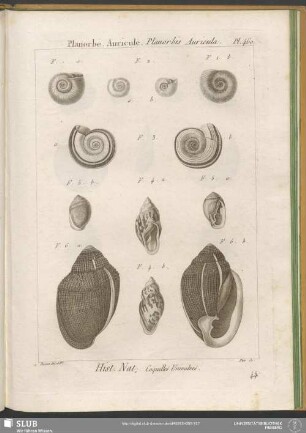 Pl. 460. Planorbe. Auricule. Planorbis Auricula