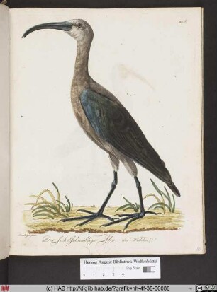 Der sichelschnäblige Ibis.