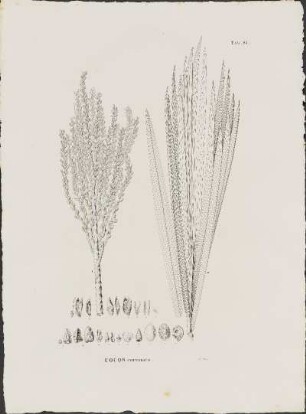 Tab. 81. Cocos Coronata