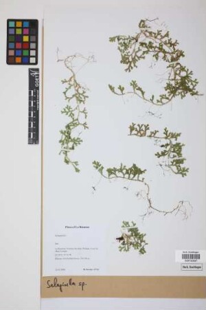 Selaginella P. Beauv.