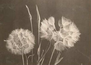 Großer Bocksbart (Tragopogon dubius), auch Groß-Bocksbart und Wiesen-Bocksbart (Tragopogon pratensis). Samenköpfe im Vergleich