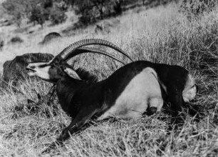 Erlegte Säbelantilope : Erlegte Säbelantilope.