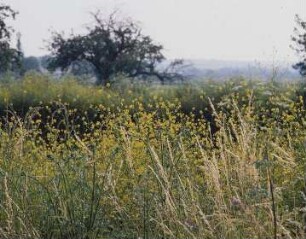 Gelb blühendes Gewächs am Ufer der Unstrut
