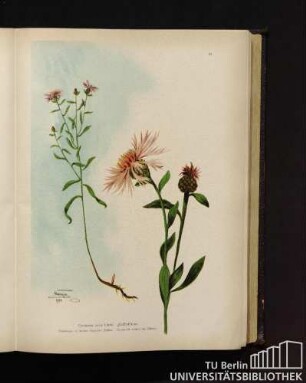 Centaurea jacea Linné. Flockenblume.