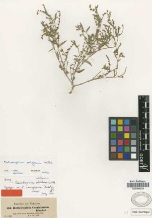 Heliotropium cordofanum Hochst. ex DC. [syntype]