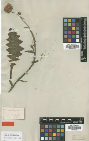 Carduus hamulosus Ehrh. [type]