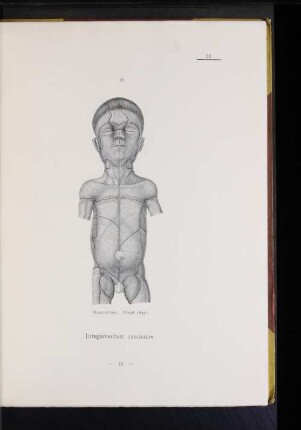27. Haarströme. (Voigt 1857.)
