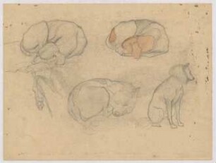 Tierstudien : Drei liegende Hunde, ein sitzender Hund, ein Pferdekopf