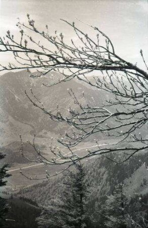 Bayrischzell: Knospen vor den Bergen