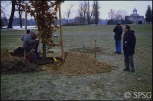 Potsdam, Neuer Garten, Pflanzen eines Baumes.