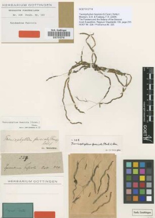 Taeniophyllum fasciola (G.Forst.) Rchb.f.
