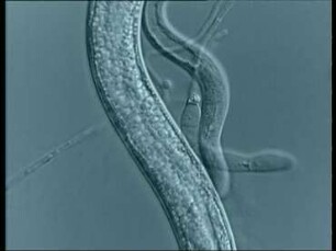 Fangen von Nematoden durch klebrige Hyphenäste von Monacrosporium cionopagum
