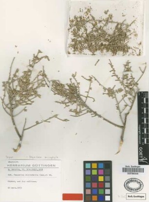 Passerina microphylla Coss. & Durieu [type]