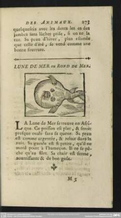 Lune De Mer ou Rond De Mer