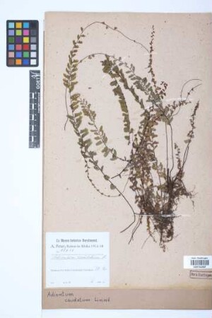 Adiantum caudatum L.