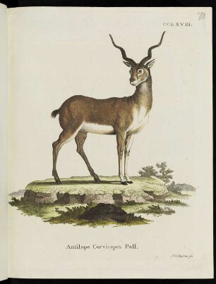 CCLXVIII. Antilope Cervicapra Pall.
