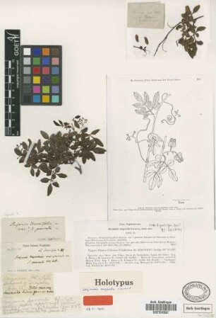 Serjania diversifolia (Jacq.) Radlk. var.? parvula (Griseb.) Radlk.