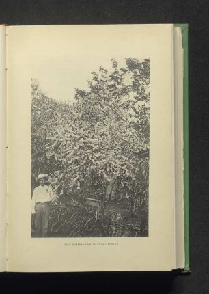 Der Kaffeebaum in voller Blüthe.