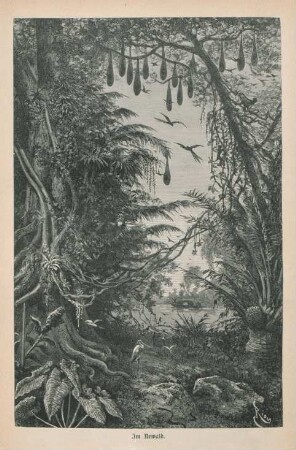 Im Urwald