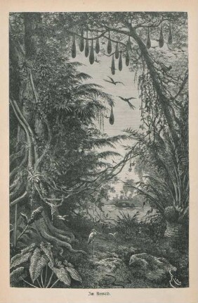 Im Urwald