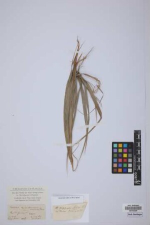Acrocomia mexicana ? Karw. ex Mart.