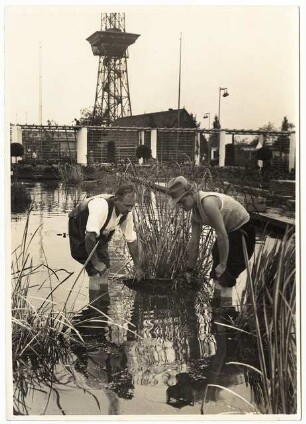 Gartenschau Sommerblumen am Funkturm, Berlin: Vorbereitung und Bepflanzung des Ausstellungsgeländes: Setzen von Wasserpflanzen in dem Wasserbecken durch Gärtner