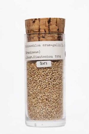 Echinochloa crus-galli (L.) Beauv. aus Quingdao (China)