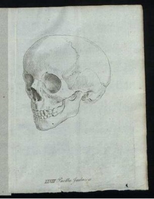 XXVIII. Puellae Iudaicae