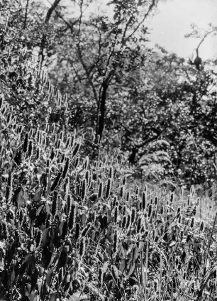 Blumen auf Termitenhügel : Mit Blumen bewachsener Termitenhügel.