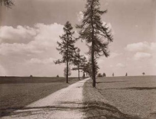 Crostwitz, Lärchenallee, "Kleine Straße" zwischen Crostwitz und Storcha