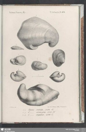 Pl. 464