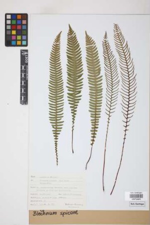 Blechnum spicant (L.) F.W.Weiss