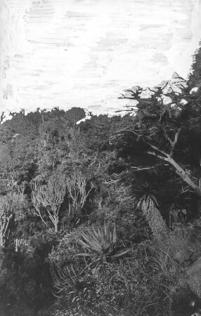 Bergvegetation : Die Vegetation an einem Hang mit Baumaloe (Aloe arborescens) und Euphorbiengewächsen (Euphorbia)