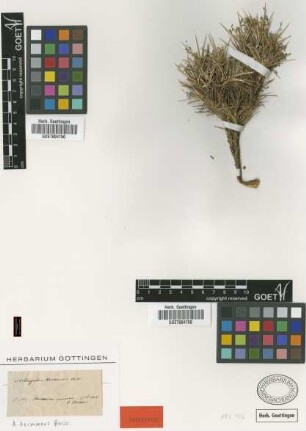 Astragalus hermoneus Boiss. [isotype]