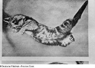 Kleine Katze im Sprung