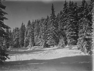 Wald : Skispuren durch den Wald am Spitzberg