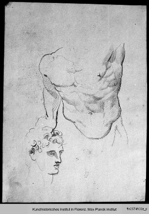 Männlicher Torso und Kopf