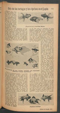 Cría de las tortugas y los ciprinos en el Japón